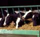 Cargill opens nutrition supplement manufacturing facility for dairy cattle in India