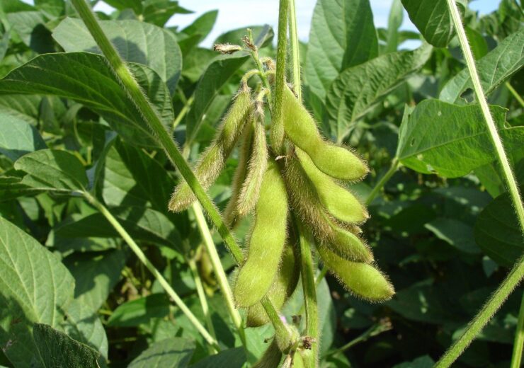 Bayer secures European Commission’s approval for XtendFlex soybean