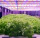 GrowGroup IFS, RainMakers to build world’s largest indoor farm in Abu Dhabi