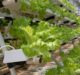Infarm secures $170m in funding to expand urban vertical farming network