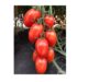 Bayer to begin large-scale pre-launch trials of new tomato varieties
