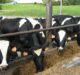 Fortistar, Paloma Dairy commence construction on dairy digester RNG facility in US
