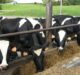 Aemetis secures $7.8m grant for RNG dairy digester project in US