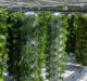 Farnek selects Urban Ponics to create rooftop vertical garden in Dubai