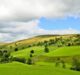 UK government announces plans for sustainable farming 2021 onwards