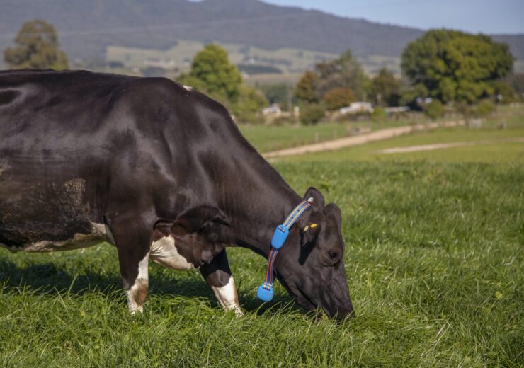 LIC partners with Afimilk to market collars for cows in New Zealand