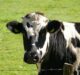 Fonterra and Nestlé join hands with DairyNZ to reduce nitrogen leaching