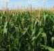 AgBiTech, GAIL partner for Fawligen distribution to control Fall Armyworm in Nigeria